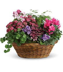 Simply Chic Mixed Plant Basket from In Full Bloom in Farmingdale, NY
